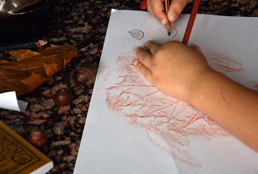 <p>Raudonojo ąžuolo gilė</p>
