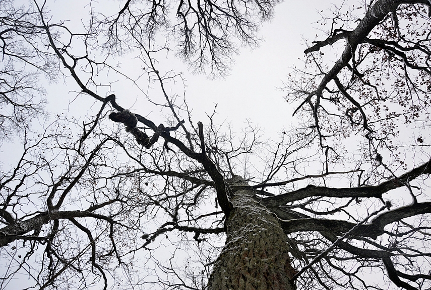 <p>Kai būsite žiemą miške, kilstelkit galvas į nuogus aukštaūgius... Labai gražus vaizdelis</p>
