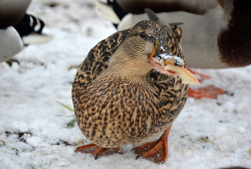 <p>Niom niom niom..</p>
