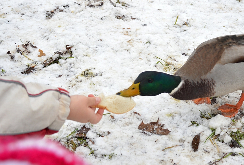 <p>Kantrybės antys nebeturi...Po riekę griebia, jau net trupinėlių nebelaukia</p>
