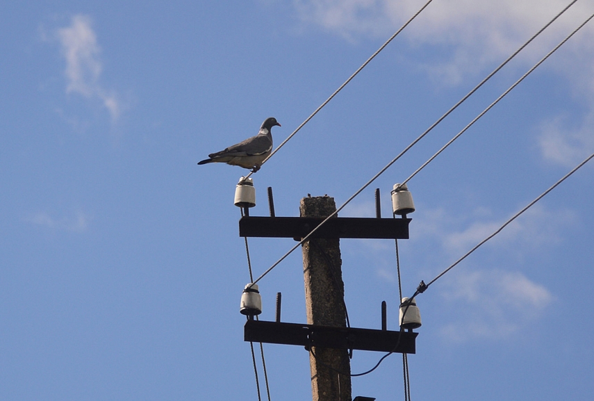 <p>Keršulis... <em>Columba palumbus. </em></p>
