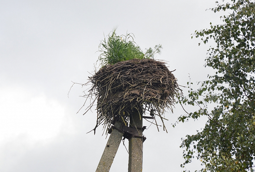 <p>Apleistas gandralizdis. Galbūt savininkus sumedžiojo Etiopijoje?</p>
