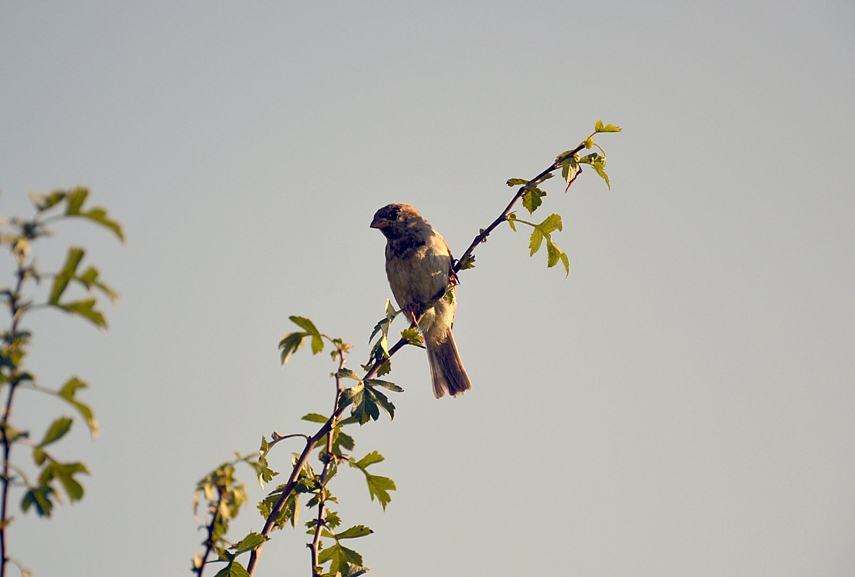 <p>Žvirblių žvalgas</p>
