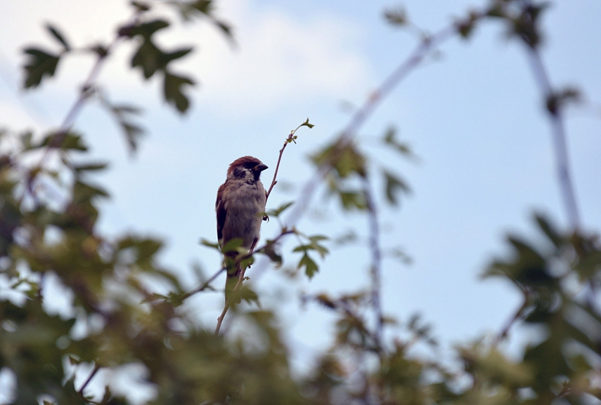 <p>Žvirblių Napoleonas</p>
