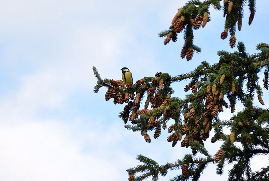 <p>Zylė. Visą vasarą gaudžiau. Pagaliau sugavau</p>
