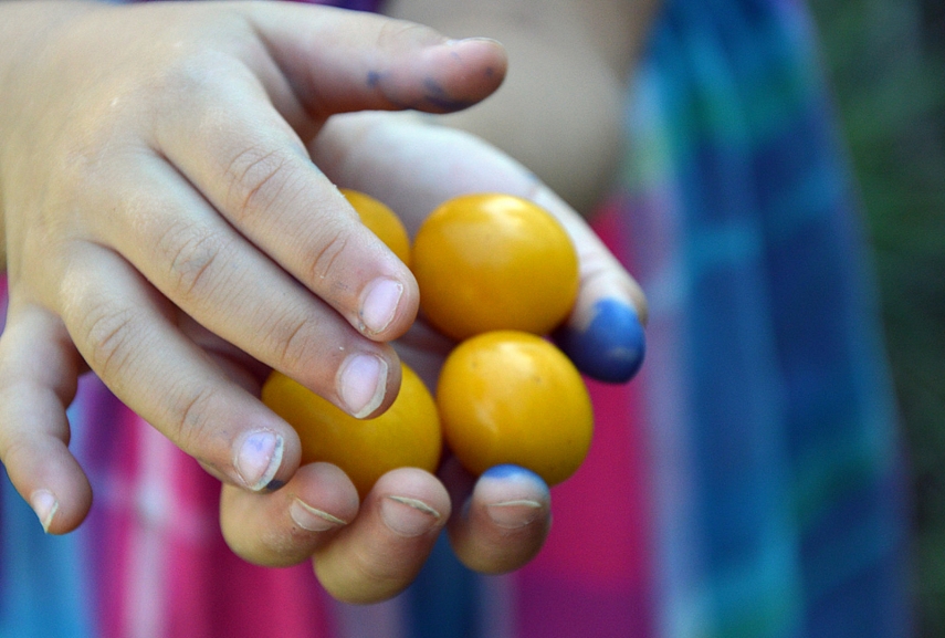 <p>Radom slyvų medį. Sofija visas slyvas suvalgė. Medis niekeno... jeigu ką</p>
