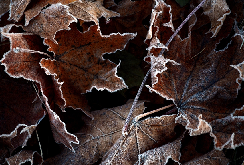 <p>Ruduo beveik baigias... Baltagalvės šalnos vaikšto sau rytais...</p>

