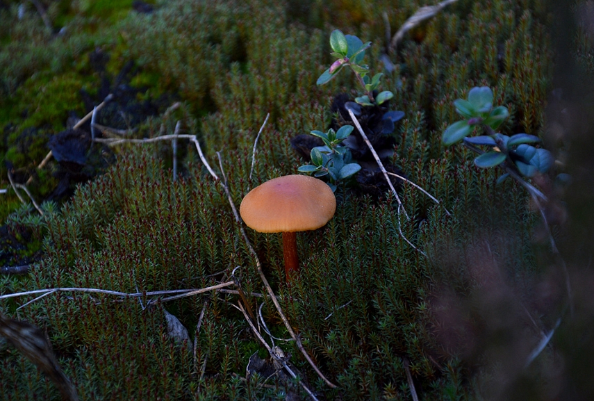 <p>Šungrybis, bet vistiek gražus vaizdelis</p>
