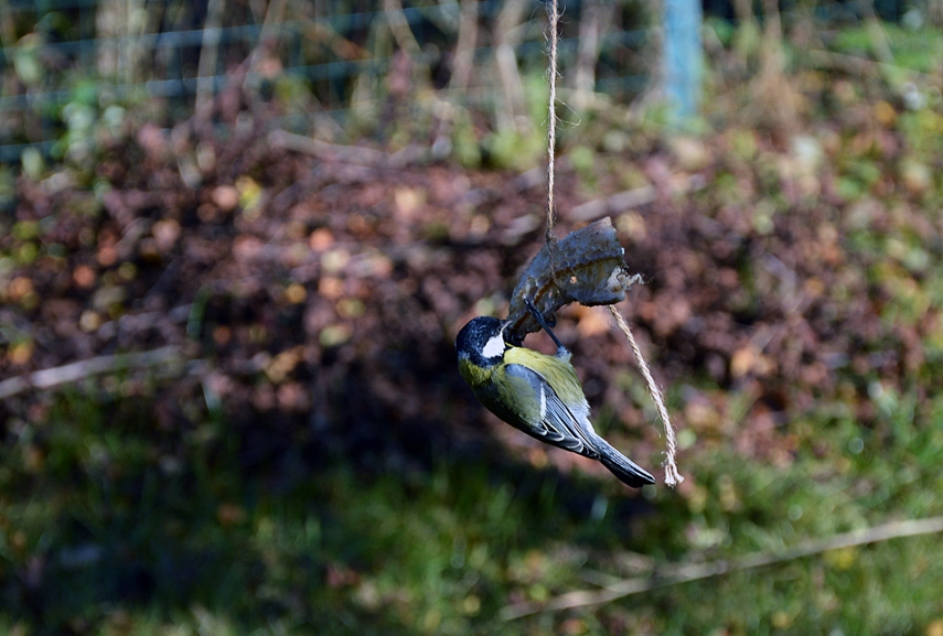 <p>Mūsų kiemo svečias</p>
