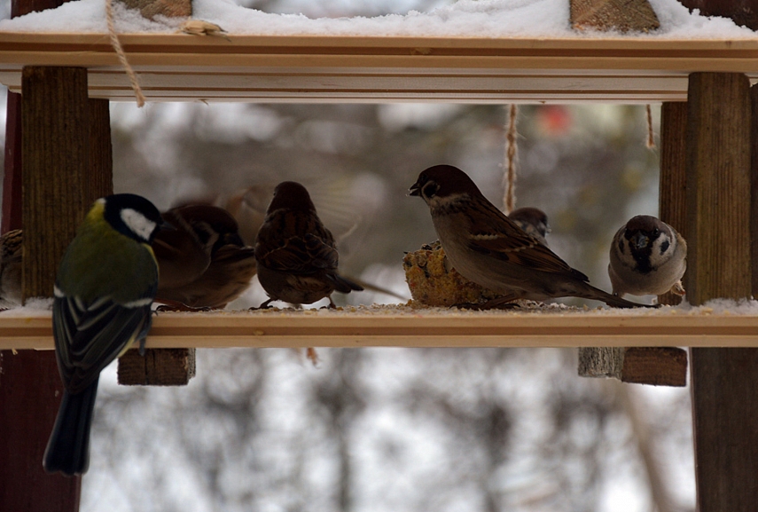 <p>Tarpusavyje gal ir nesipyksta... Bet ta teta su kažkokiu apvaliu daiktu už lango (aš... su objektyvu) žvirbliui nepatiko..</p>
