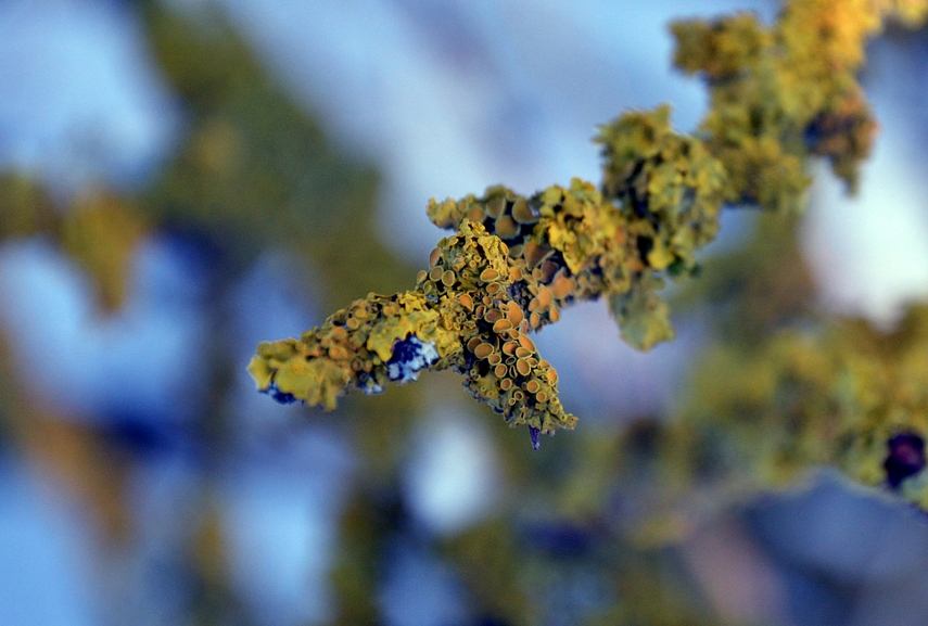 <p>Su fotoaparatu geriau... : )</p>
