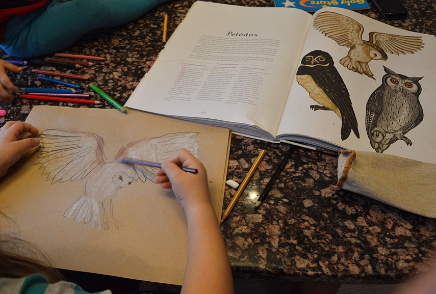 <p>Skrendanti pelėda. Turim vieną, bet labai garbingą variantą</p>
