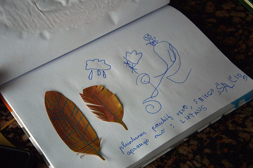 <p>Gamtos dienoraščio įrašai: plunksnos ir kam jos reikalingos.</p>
