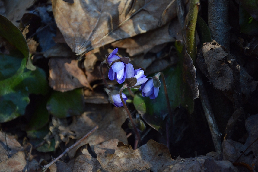 <p>Malonu akiai...</p>
