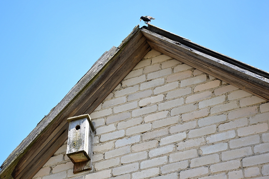 <p>Mama grįžta namo su grobiu. Kadangi aš stoviu visai čia pat, į inkilą neskrenda - delsia, mane nužiūrinėja...</p>

