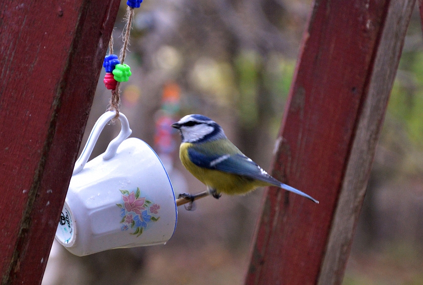 <p>Daug zylių. Visą žiemą</p>
