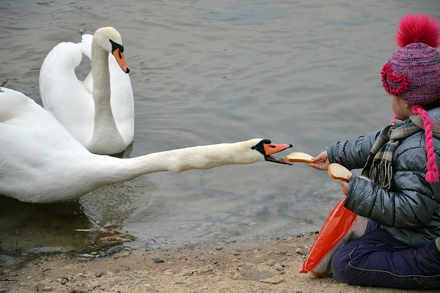 <p>Gulbės - dar viena Emilijos aistra</p>

