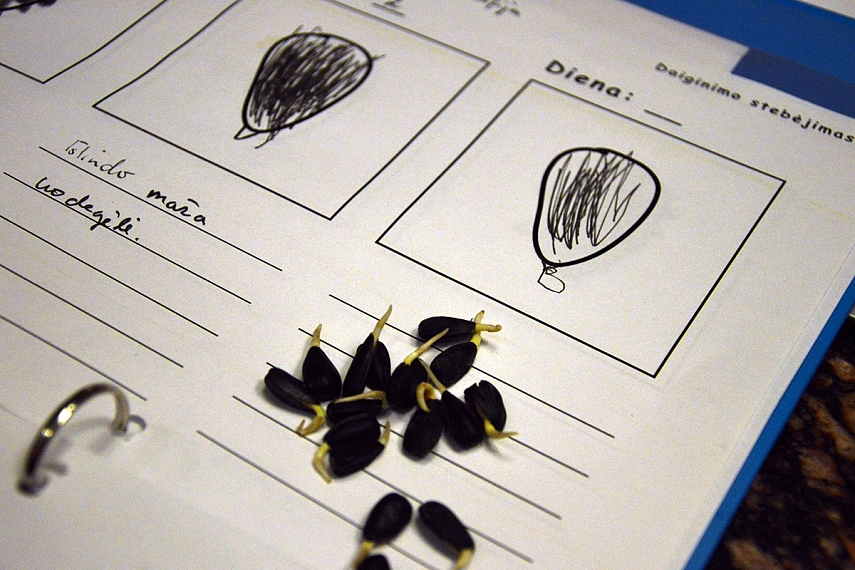 <p>Rytinis segtuvas - daiginam saulėgrąžas</p>
