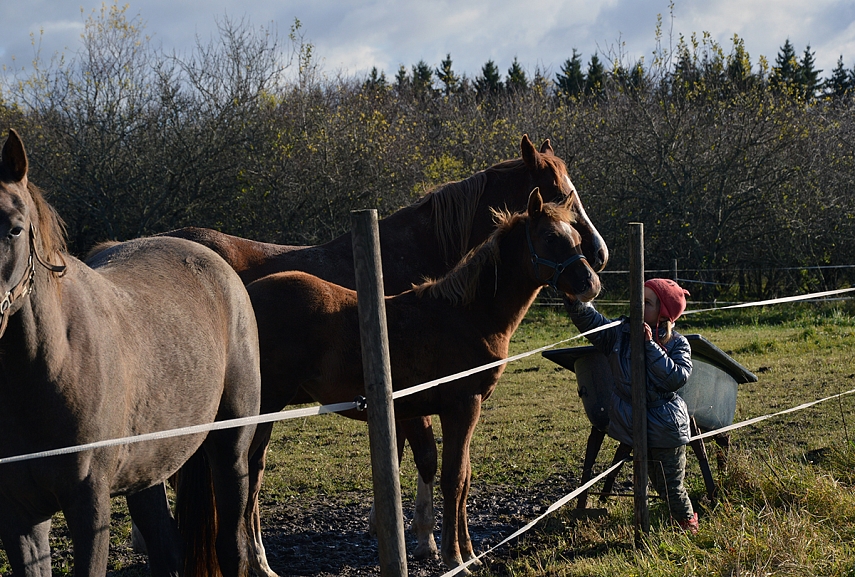 <p>Emilija su arkliais</p>
