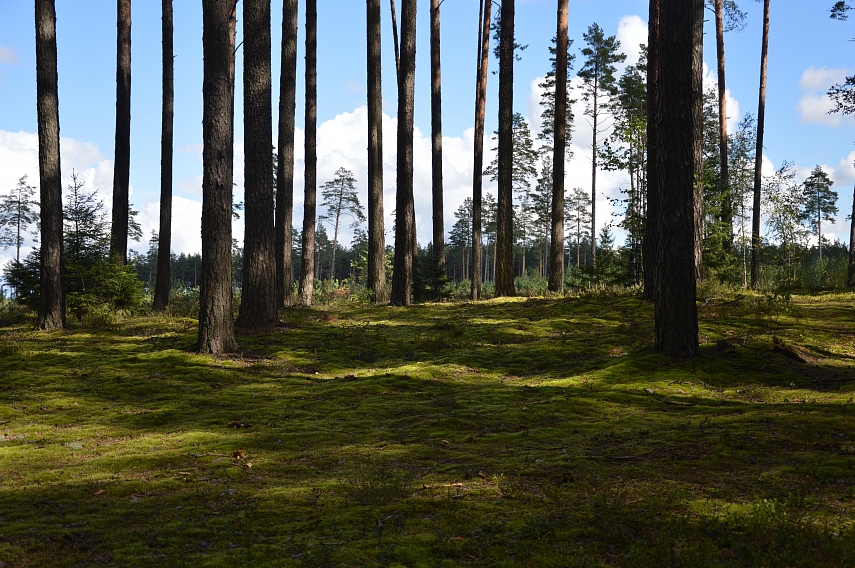 <p>Dar daugiau miško. Pagiriai</p>
