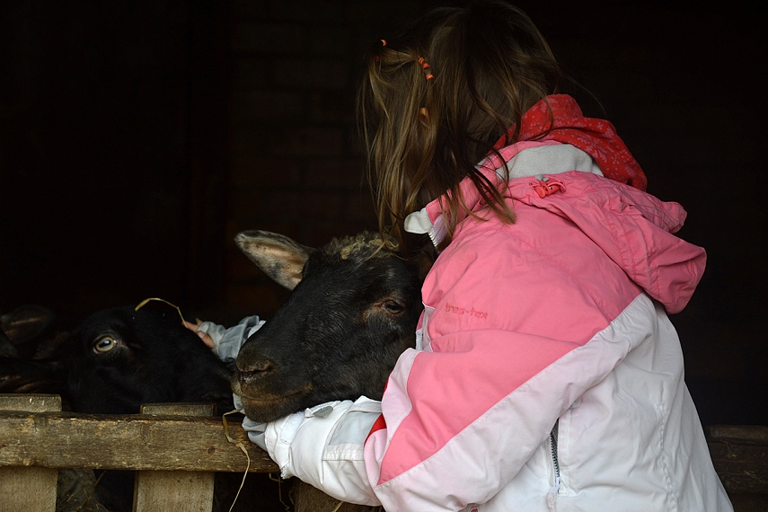 <p>Rietavo žirgyne</p>
