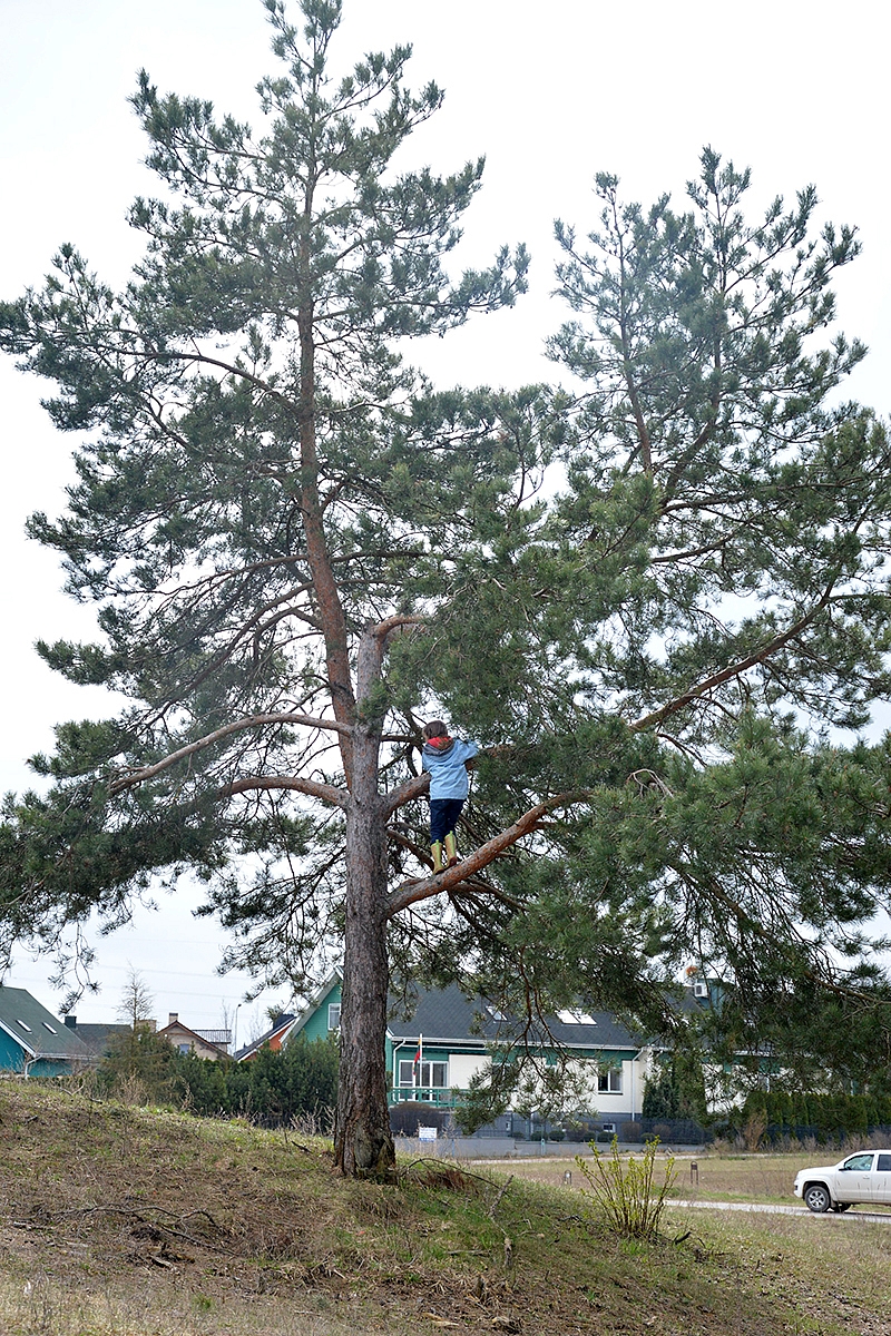 <p>medžiaujam...</p>
