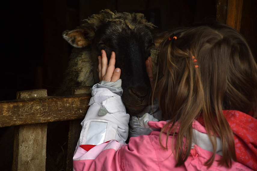 <p>Rietavo žirgyne</p>
