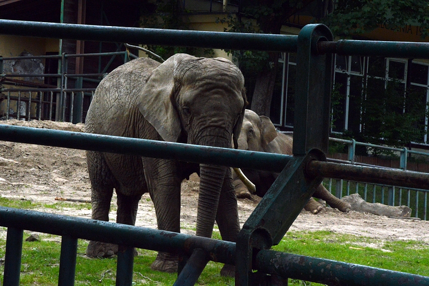 <p>Gražus gyvūnas, bet matosi pavargęs nuo viso gyvenimo...</p>
