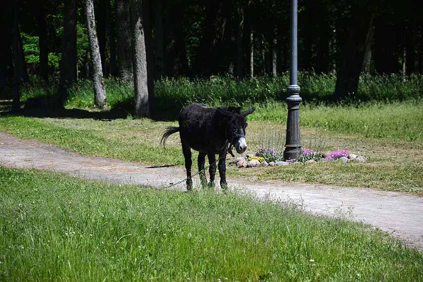 <p>Tikras asiliukas! O gal asiliukė? Grizela...</p>
