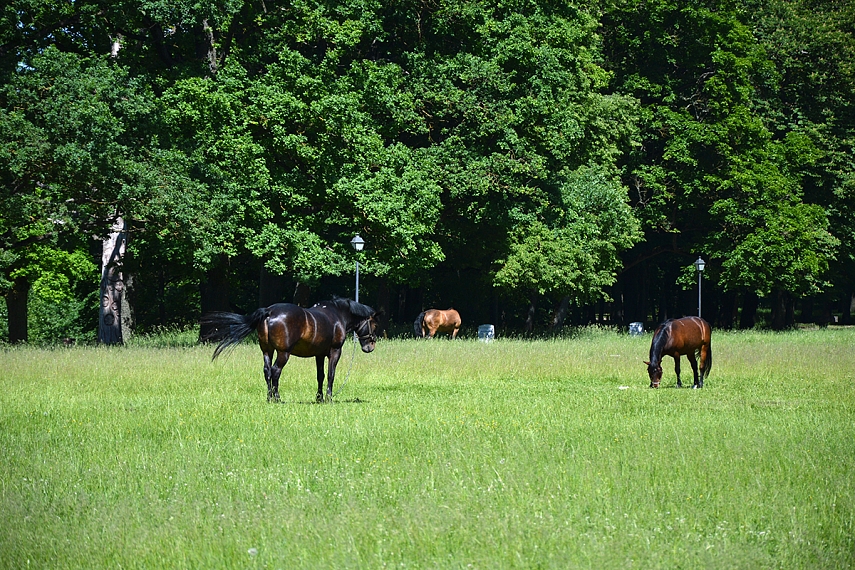 <p>Smagūs arkliukai. Tik gaila, kad pačiame saulės įkarštyje... Gaila gyvuliukų.</p>
