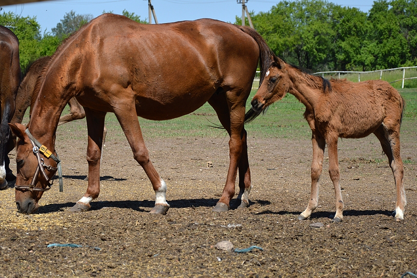 <p>Žagarės žirgyne</p>
