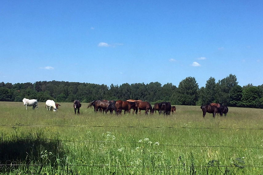 <p>Radom kentaurus... : )</p>
