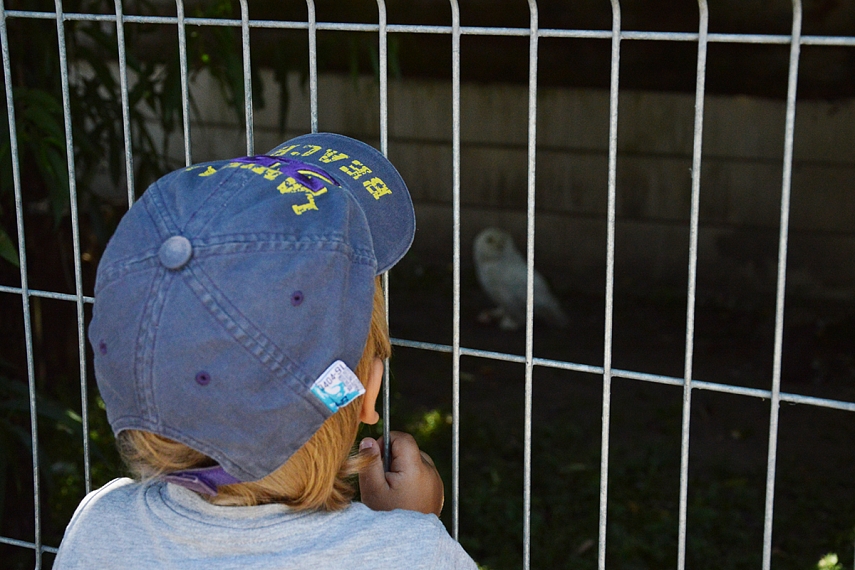 <p>Bando įžiūrėt baltąją pelėdą. O gal apuoką?</p>
