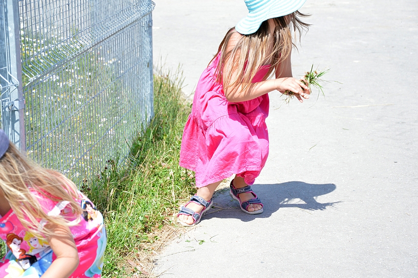 <p>Žolė ožukams.</p>
